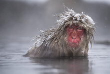 Snow Monkey (Macaca Fuscata), Also Knows As A Japanese Macaque, In The Water With Snow On It's Head; Hokkaido, Japan