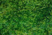 Macroalgae - Green Algae Chlorophyta - Chlorophytina - On The Seashore In The Coast Of Mar Del Plata, Argentina.
