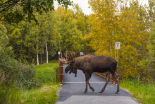 Large Bull Moose In Rut