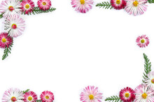 Pink Flowers Of English Daisy ( Bellis Perennis, Marguerite ) And Green Leaves On A White Background With Space For Text. Top View, Flat Lay