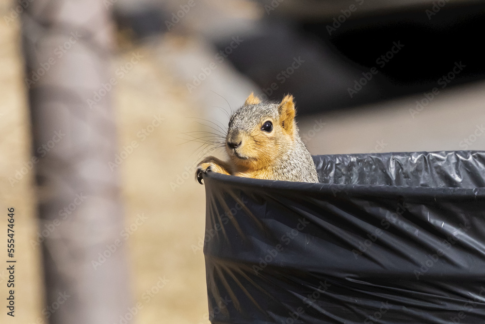 Red Fox Squirrel (Sciurus niger)) peeking out from inside a garbage can ...
