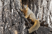 Red Fox Squirrel (Sciurus Niger) In A Tree; Fort Collins, Colorado, United States Of America