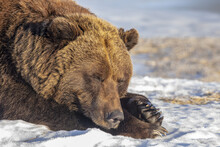 Female Grizzly Bear (Ursus Arctic Sp.) Resting In The Snow, Alaska Wildlife Conservation Center, South-central Alaska; Portage, Alaska, United States Of America