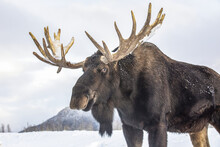 Mature Bull Moose (Alces Alces) With Antlers Shed Of Velvet Standing In Snow, Alaska Wildlife Conservation Center, South-central Alaska; Portage, Alaska, United States Of America
