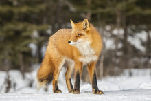 Red Fox (Vulpes Vulpes) Standing On Snow In The Campbell Creek Area In Winter Looking For Rodents And Other Food, South-central Alaska; Anchorage, Alaska, United States Of America