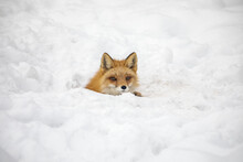 Red Fox Looking Out Of A Hole In Snow