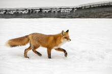 Red Fox (Vulpes Vulpes) Standing On Snow In The Campbell Creek Area In Winter Looking For Rodents And Other Food, South-central Alaska; Anchorage, Alaska, United States Of America
