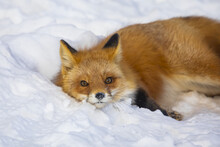 Red Fox (Vulpes Vulpes) Resting In The Snow; Alaska, United States Of America