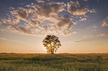 Oat Field With Cottonwood Tree At Sunset, Near Dugald; Manitoba, Canada