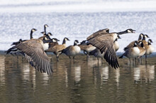 Canada Geese (Branta Canadensis) Taking Flight While Others Stand In The Water In The Background; Denver, Colorado, United States Of America