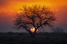 Dramatic Sunset With The Sun Sinking Behind A Silhouetted Tree And The Sky Glowing Red And Yellow; Denver, Colorado, United States Of America