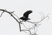 An American Crow (Corvus Brachyrhynchos) Collects Nesting Material; Astoria, Oregon, United States Of America