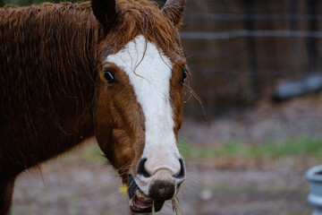 Poster - Mare horse making funny face in rain on farm closeup, wet weather with animal.