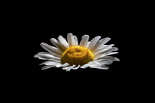Daisy Flower (Bellis Perennis) On A Black Background