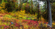 © Designpics - Forest floor in autumn colours in the Okanagan Valley; British Columbia, Canada