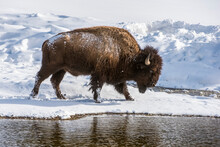 Winter Scene With An American Bison Bull (Bison Bison) Walking Along The Banks Of The Madison River, Yellowstone National Park; Wyoming, United States Of America