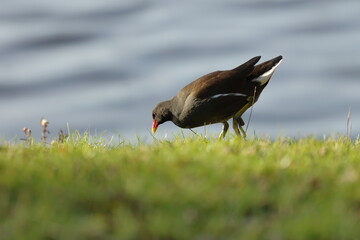 moorhen on the grass