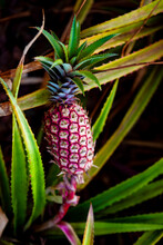 Pineapple Growing On A Plant; Hawaii, United States Of America