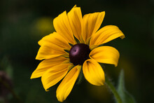 A Black-eyed Susan (Rudbeckia Hirta) Blooms In A Flower Garden In Summertime; Astoria, Oregon, United States Of America