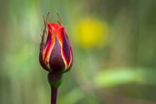 A Colourful Rose Bud Grows In An Oregon Flower Garden; Astoria, Oregon, United States Of America