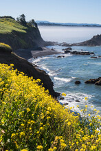 Wild Mustard Colours The Meadows On Yaquina Head, Near Newport; Newport, Oregon, United States Of America