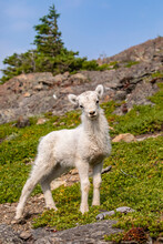 Dall Sheep (Ovis Aries) Lamb Looks At Camera In The Windy Point Area Near The Seward Highway, South Of Anchorage In South-central Alaska; Alaska, United States Of America