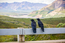 A Pair Of Young Ravens Sit On The Railing Of A Bridge Above Where Their Nest Was, Sable Pass Area Before Polychrome Pass, Denali National Park And Preserve; Alaska, United States Of America