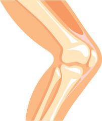 human knee icon. cartoon anatomy leg bone structure