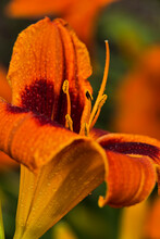 Daylilies (Hemerocallis), 'Bandit Man', New York Botanical Garden; Bronx, New York, United States Of America