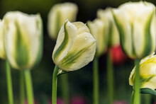 Tulips In Bloom, 'Spring Green' (Viridiflora), Brooklyn Botanic Garden; Brooklyn, New York, United States Of America