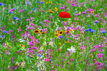Vibrant Wildflowers In A Meadow With One Red Poppy In The Middle; Bolton Centre, Quebec, Canada