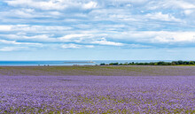 A View Over Fields Planted With Phacelia To The Coquet Lighthouse Off The Northeast Coast; Northumberland England