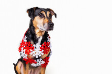 Dog Posing For Christmas Portraits On A White Background; Studio