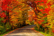 Vibrant Autumn Coloured Foliage In A Forest And A Road Running Through It; Lac Labelle Region, Quebec, Canada