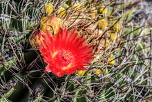 The Flower Of The Ferocactus, Meaning 'fierce Or Wild Cactus', Barrel Cactus; Arizona, United States Of America