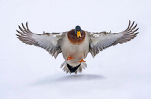 Male mallard duck (Anas platyrhynchos) landing on snow; Denver, Colorado, United States of America