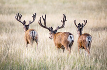 Rear View Of Three Mule Deer Bucks (Odocoileus Hemionus) Standing In A Grass Field; Steamboat Springs, Colorado, United States Of America