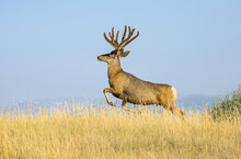 Mule Deer Buck (Odocoileus Hemionus) Leaping Through The Grass; Steamboat Springs, Colorado, United States Of America