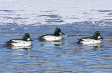 Three Male Common Goldeneyes (Bucephala Clangula) Swimming On Water Beside A Frozen And Snowy Edge; Denver, Colorado, United States Of America