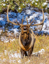 Bull Elk (Cervus Canadensis) Standing In A Field Looking At The Camera With Mouth Open; Estes Park, Colorado, United States Of America