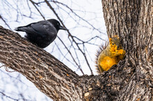 Fox Squirrel (Sciurus Niger) And Crow In A Tree; Denver, Colorado, United States Of America