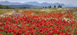 © Designpics - Red poppies and other wildflowers in a meadow with a mountain range in the distance; Spain