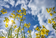 Yellow Flowers Reaching For The Blue Sky With Cloud; South Shields, Tyne And Wear, England