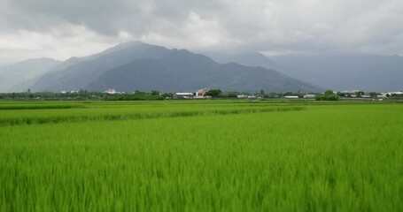 Canvas Print - Taiwan Taitung Chishang rice field