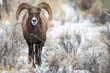 © Designpics - Bighorn Sheep Ram