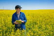© Designpics - Farmer standing in a canola field using a tablet and inspecting the yield; Alberta, Canada