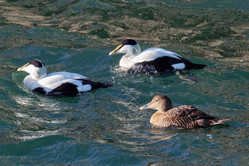 Eider Duck Swimming in Burghead Harbour