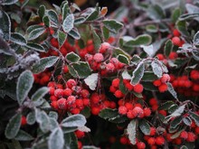 Frost On Red Berries (Pyracantha Koidzumii (Hayata) Rehder)