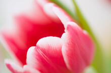 Close-up Of Tulip