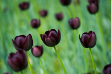 Field Of Queen Of Night Tulips